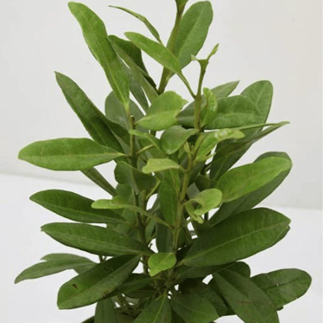 Meat Masala Plant