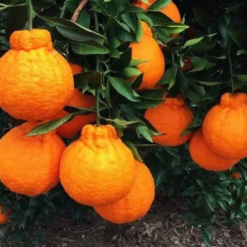 Dekopon Orange / Santra Fruit Plant & Tree (Grafted)