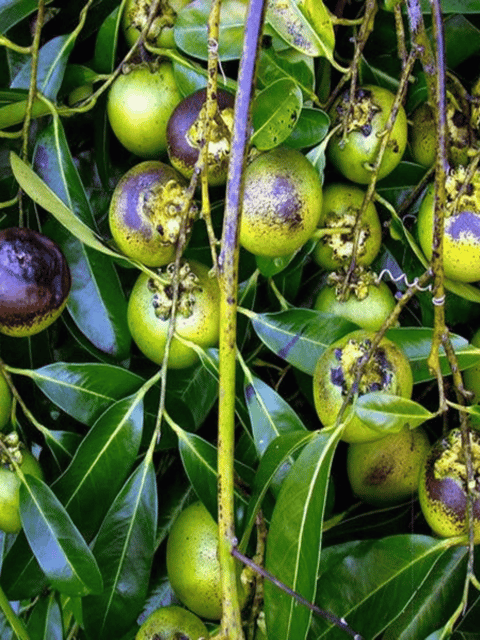 Black Sapote Fruit Plant & Tree (Grafted)