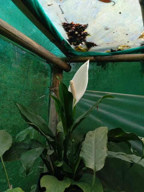 Giant Peace Lilly