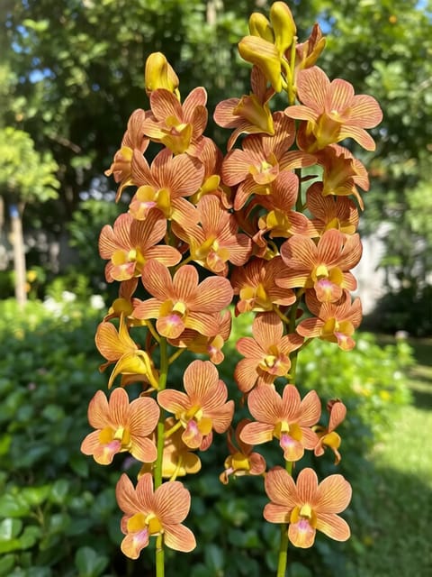 Dendrobium Brown Stripe - Seedling Size Orchid Plant