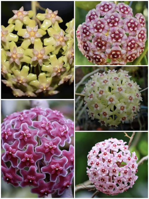 Hoya Combo -  5 Different Varieties