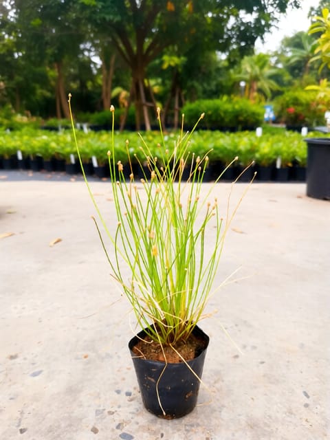 Optic Grass Plant - Low Bulrush
