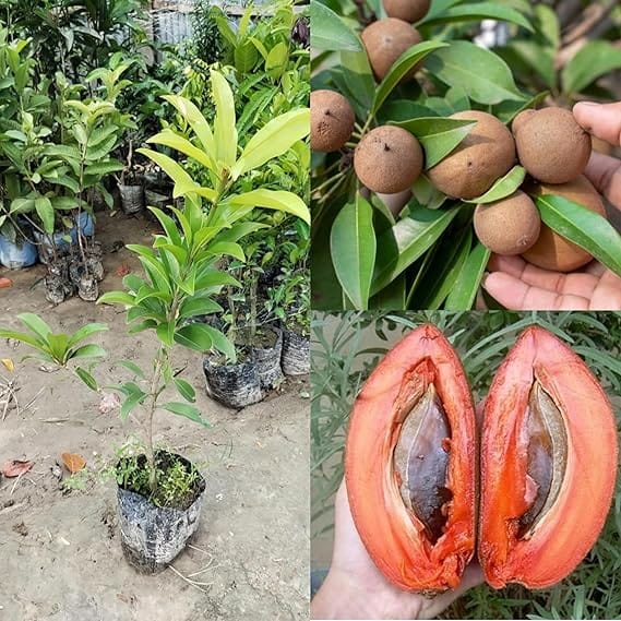 Thai Grafted Long Chiku Fruit Plant
