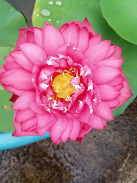 Bowl Lotus Lady Bingley Tuber