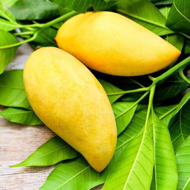 Nam Doc Mai ( Golden ) Grafted  Mango Plant