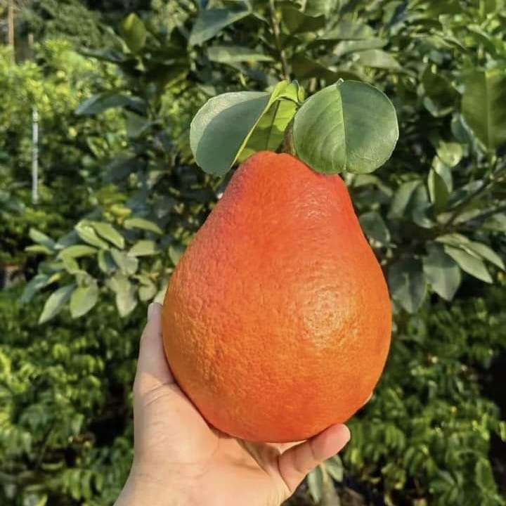 Dekopon Orange Plant ( Grafted ) Fruit Plant