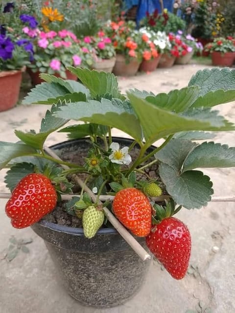 Hybrid Strawberry Plant Big Size Fruit