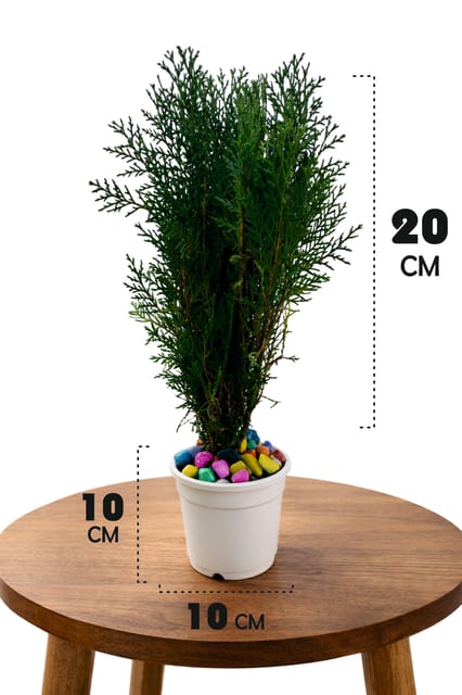 Morphanki (Thuja Plant)