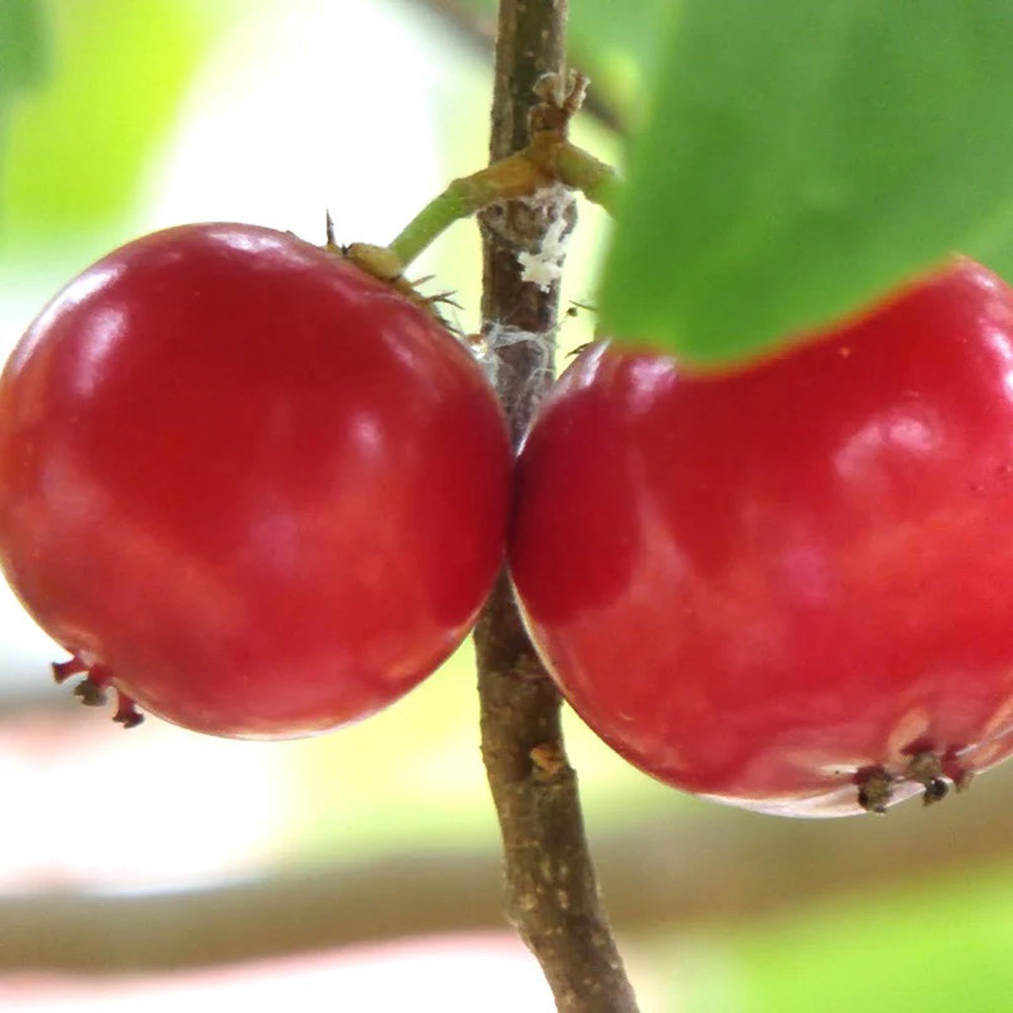 Lovi-lovi Fruit Plants & Tree(1.5-3 Feet Size) - Tapobon