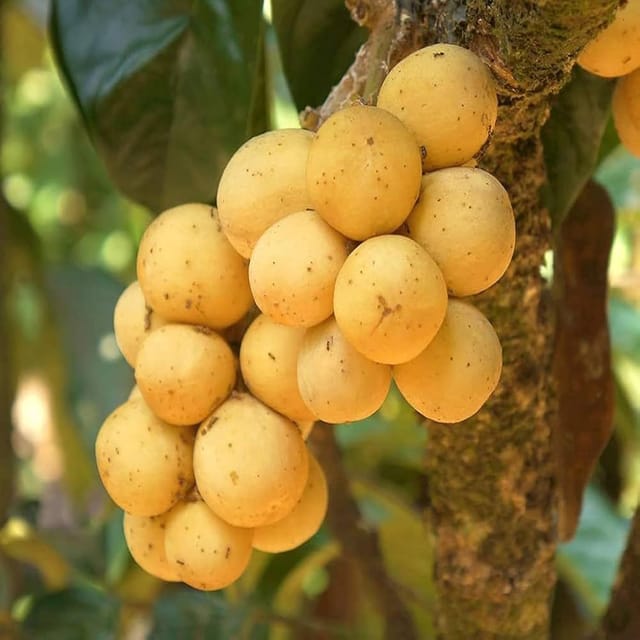 Lotkon Kafai Mooti Fruit Plants & Tree(1.5-3 Feet Size) - Tapobon