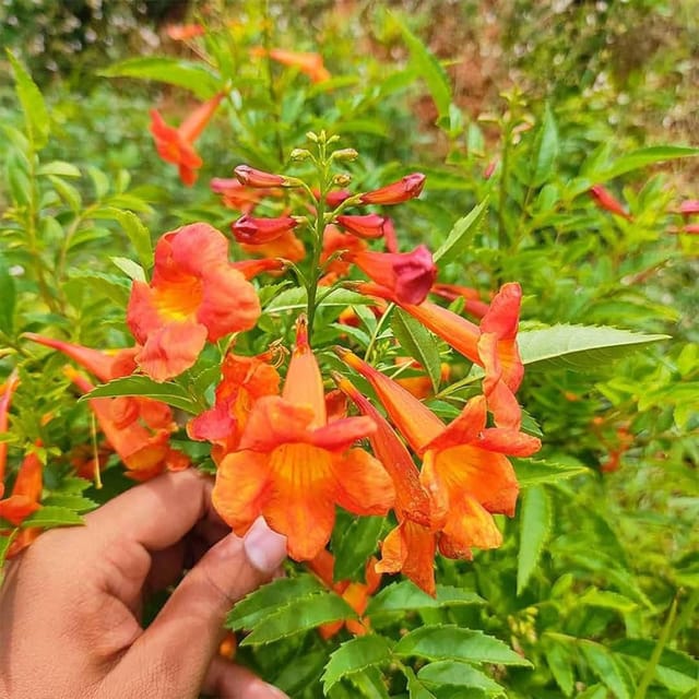 Red Colour Tecoma Climbers Flower Plants & Tree(1-2 Feet Size) - Tapobon