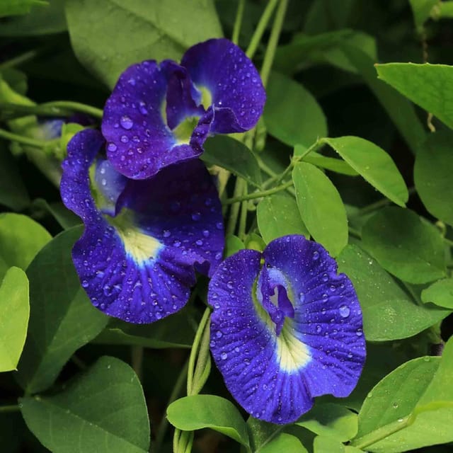 Nill Kantho Flower Plants & Tree(1-2 Feet Size) - Tapobon