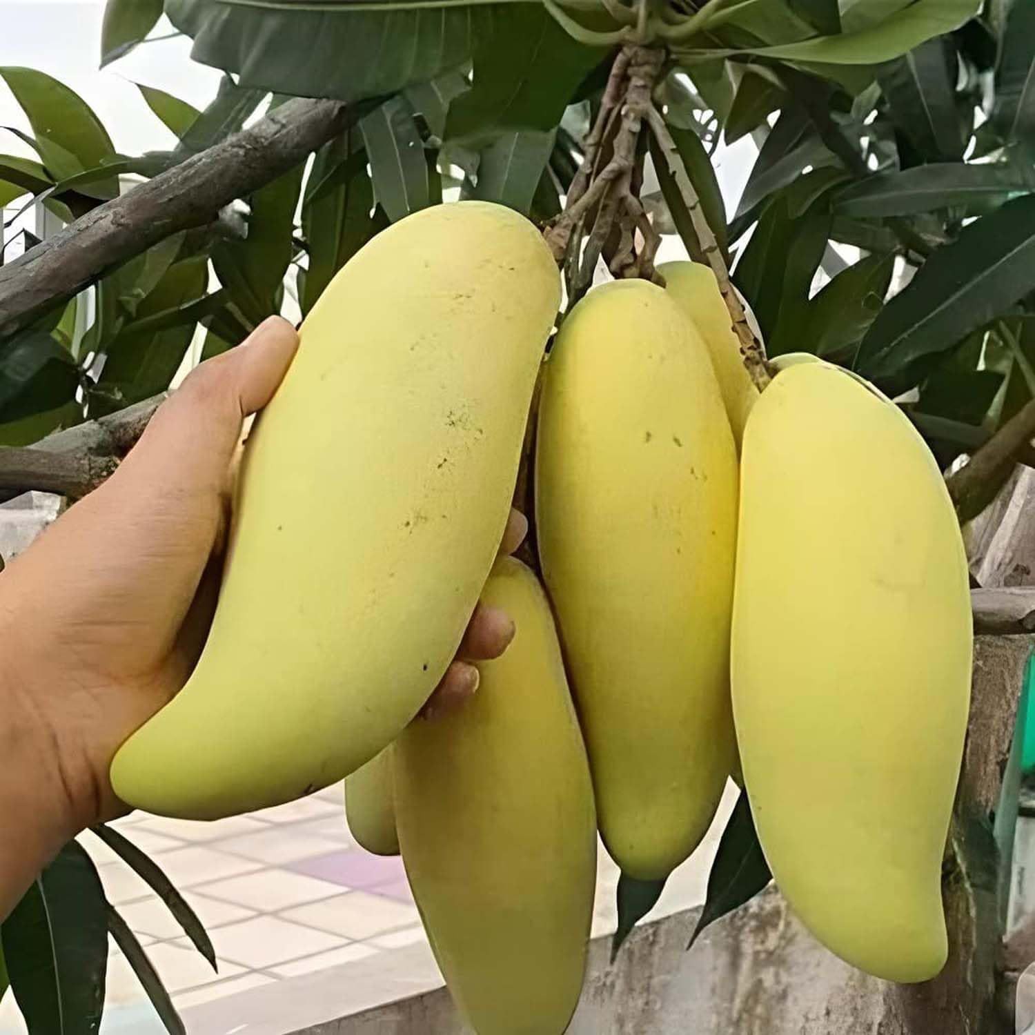 ...
