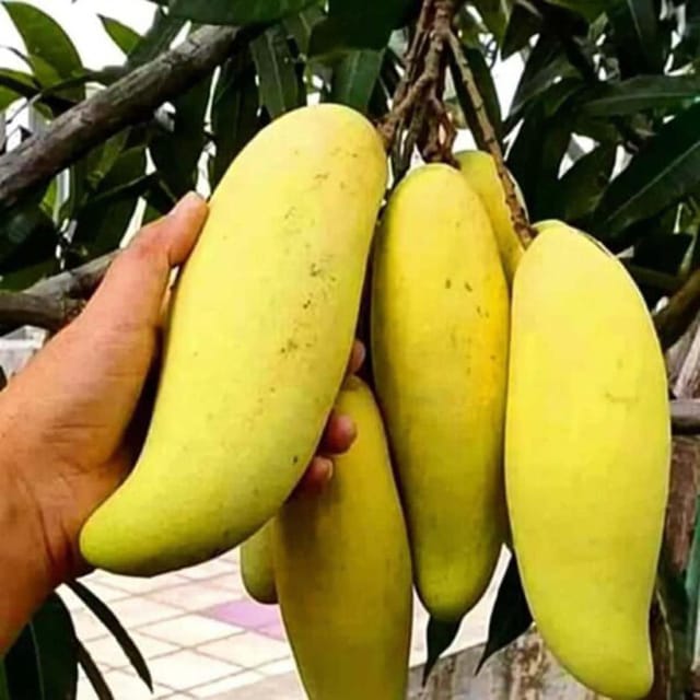 Mango Banana Variety Grafted Aam Fruit Plants & Tree(1.5-3 Feet Size) - Tapobon