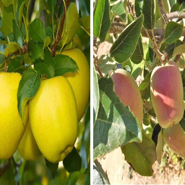 Combo Apple Seb Dorsett Golden & Red Anna Low Chill Variety Grafted Seb Fruit Plants & Tree(1.5-3 Feet Size) (Pack of 2) - Tapobon