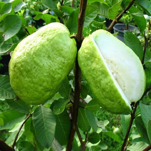 Guava Thai 7 Amrood Variety Fruit (Air Layering/Grafted) Plants & Tree(1.5-3 Feet Size) - Tapobon