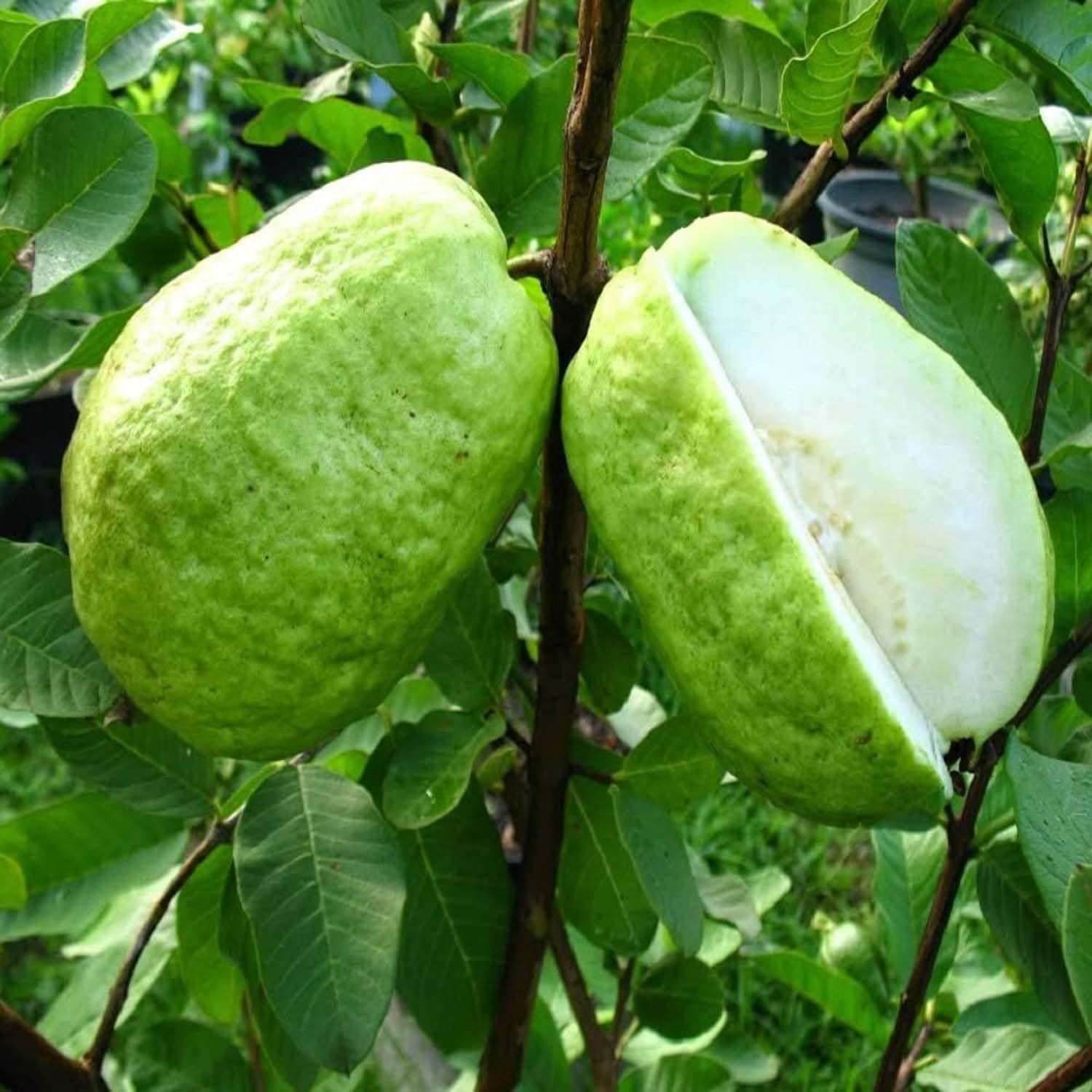 Guava Thai 7 Amrood Variety Fruit (Air Layering/Grafted) Plants & Tree(1.5-3 Feet Size) - Tapobon
