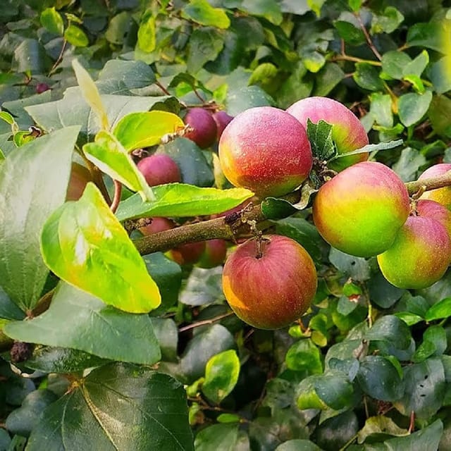 Jujube Ball Sundari Apple Ber Kul Variety variety Grafted Fruit Plants & Tree(1-2 Feet Size) - Tapobon