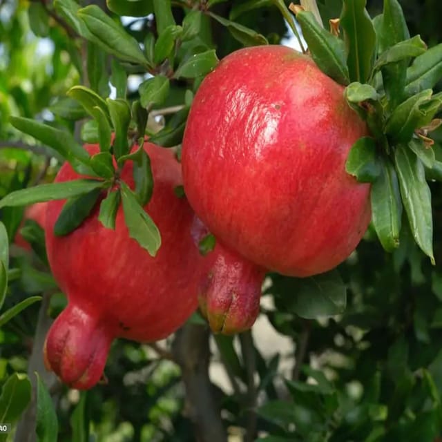 Pomegranate Super Bhagwa Variety Anar Fruit (Air Layering/Grafted) Plants & Tree(1.5-3 Feet Size) - Tapobon
