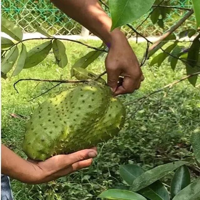 Corossol Sour Soup Lakshman Phal Fruit Plants & Tree(1.5-3 Feet Size) - Tapobon