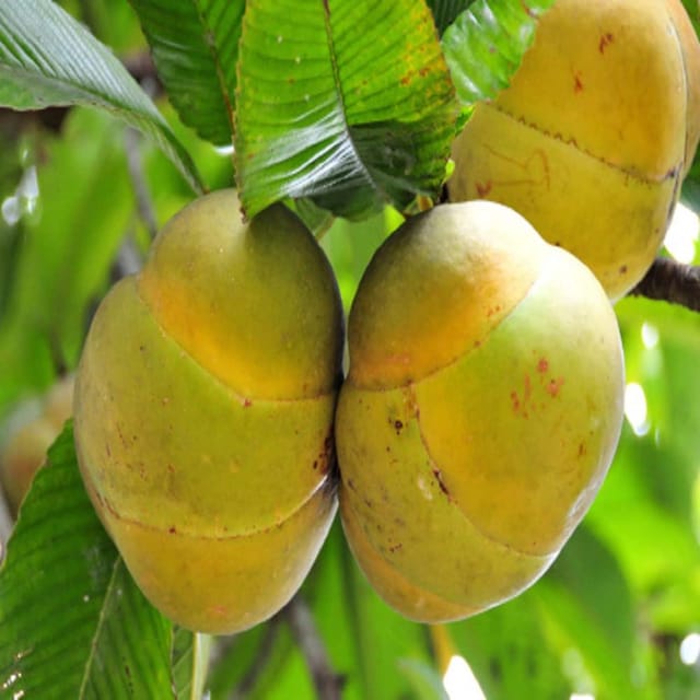 Elephant Apple Chalta Dillenia Indica Fruit Plants & Tree(1.5-3 Feet Size) - Tapobon
