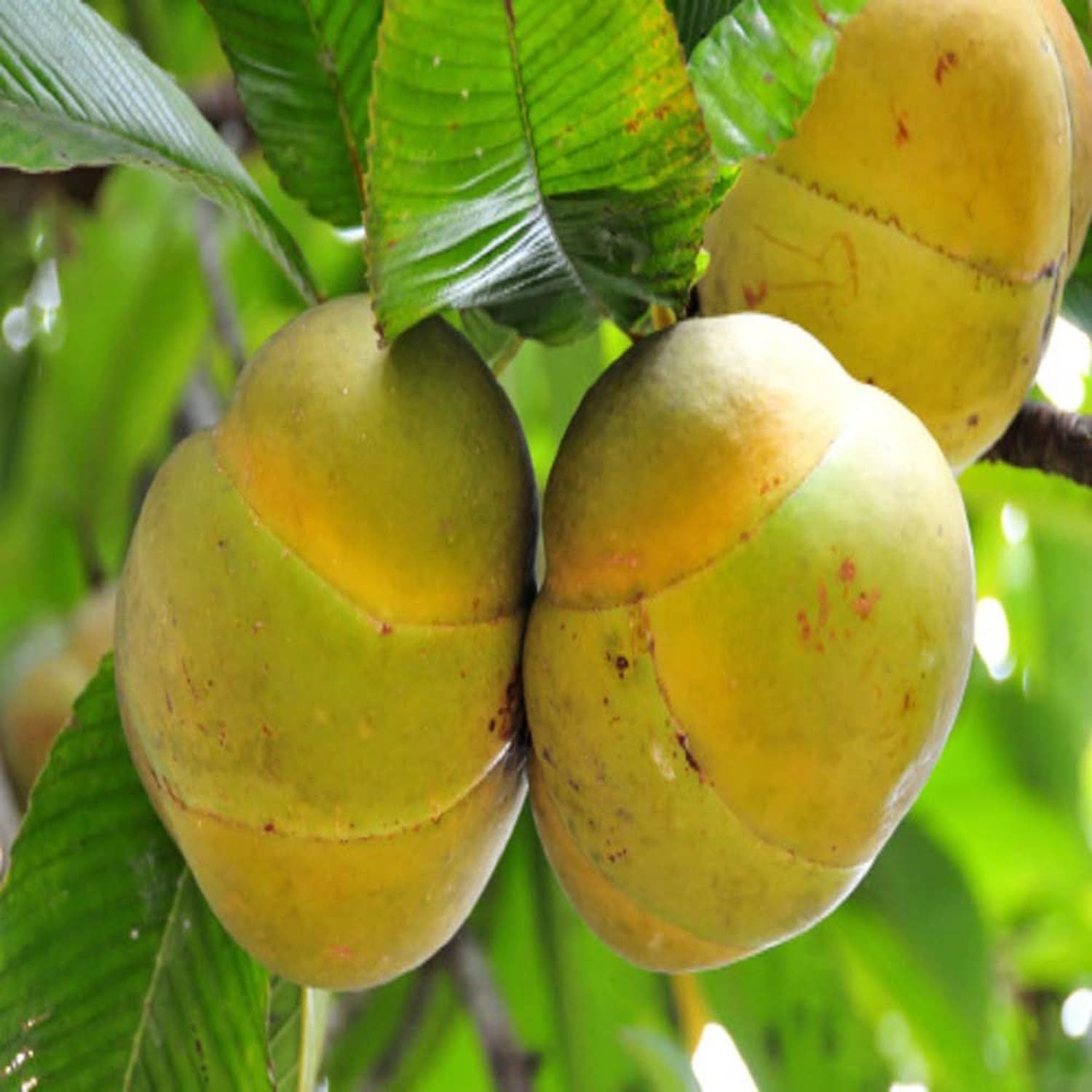 Elephant Apple Chalta Dillenia Indica Fruit Plants & Tree(1.5-3 Feet Size) - Tapobon