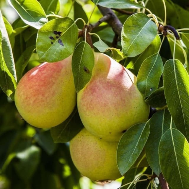 Pear Pyrus Communis Nashpati Variety Fruit (Air Layering/Grafted) Plants & Tree(1.5-3 Feet Size) - Tapobon