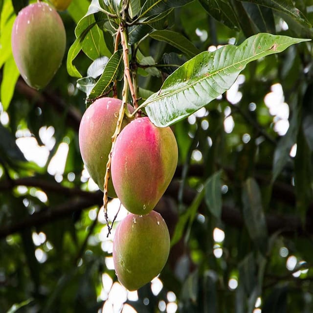 Mango Sindhu Seedless Variety Grafted Aam Fruit Plants & Tree(1.5-3 Feet Size) - Tapobon
