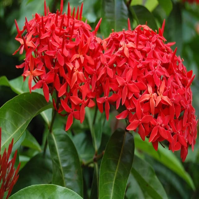 Red Colour Ixora Rukmini Rangan Flower Plants & Tree(1-2 Feet Size) - Tapobon