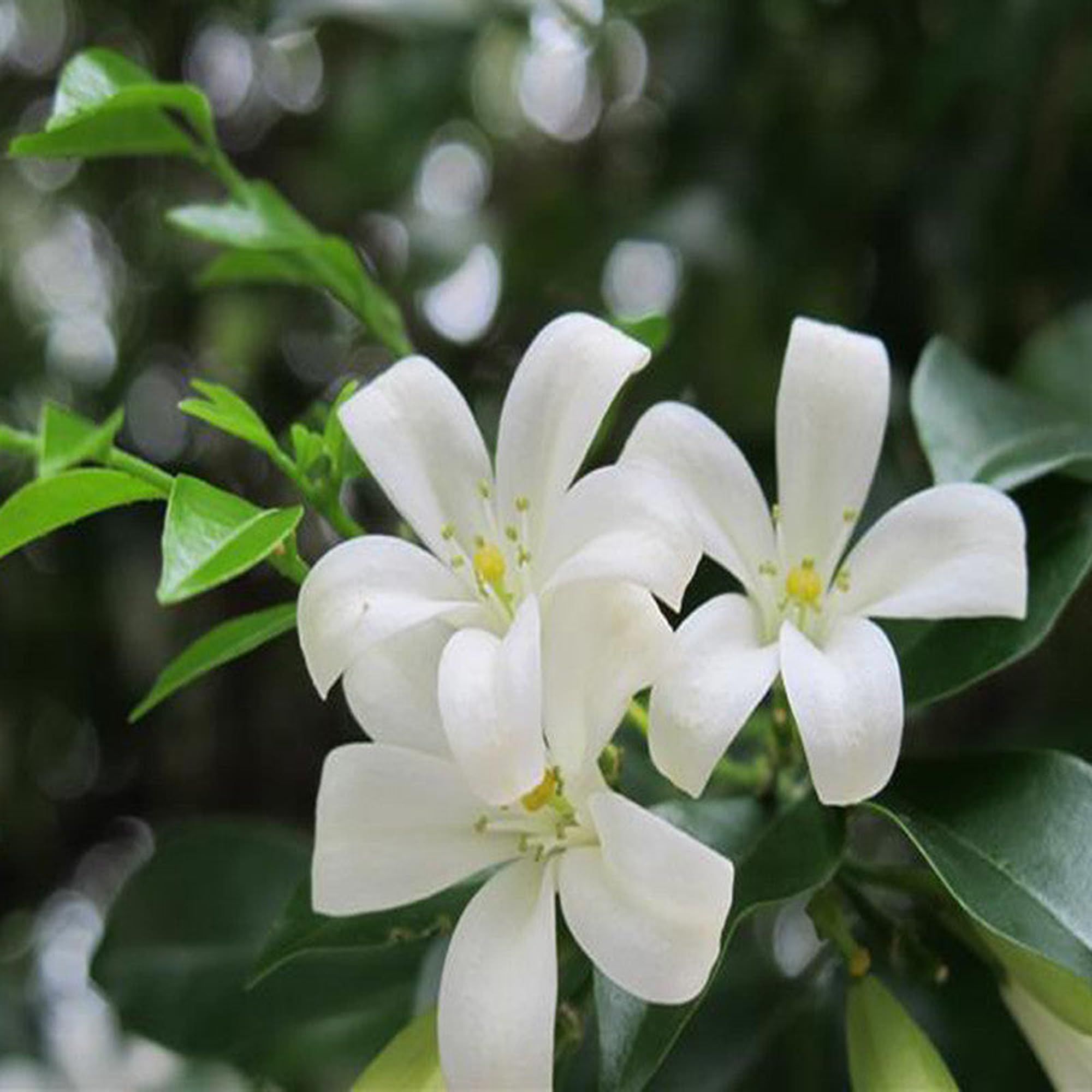Madhu Kamini Satin Wood Kunti Fragrant Flower Shrubs Plants & Tree(1-2 Feet Size) - Tapobon