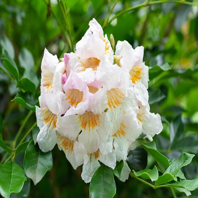 Hybrid Kamini Satin Wood Kunti Fragrant Flower Shrubs Plants & Tree(1-2 Feet Size) - Tapobon