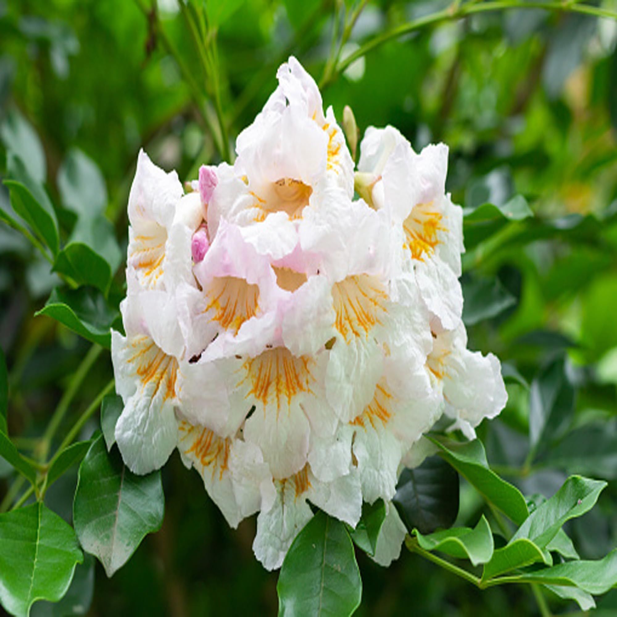 Hybrid Kamini Satin Wood Kunti Fragrant Flower Shrubs Plants & Tree(1-2 Feet Size) - Tapobon
