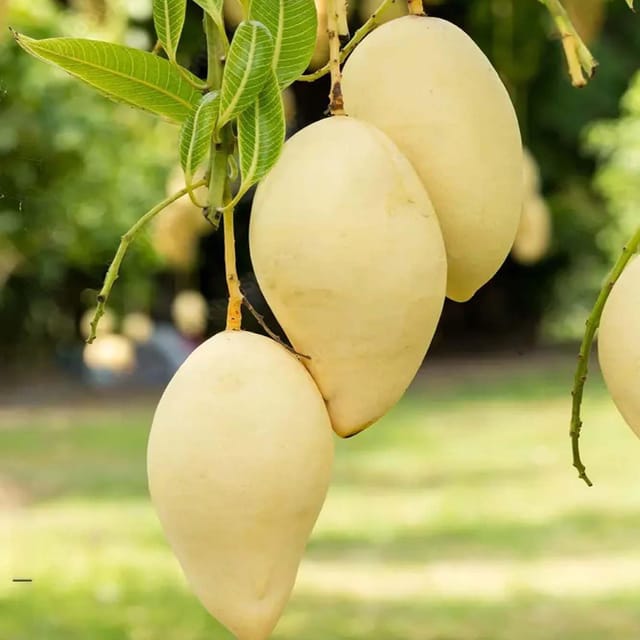 Mango Thai Nam Dok Mai All Time Variety Grafted Aam Fruit Plants & Tree(1.5-3 Feet Size) - Tapobon