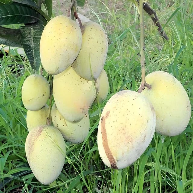Mango Gourmoti Variety Grafted Aam Fruit Plants & Tree(1.5-3 Feet Size) - Tapobon