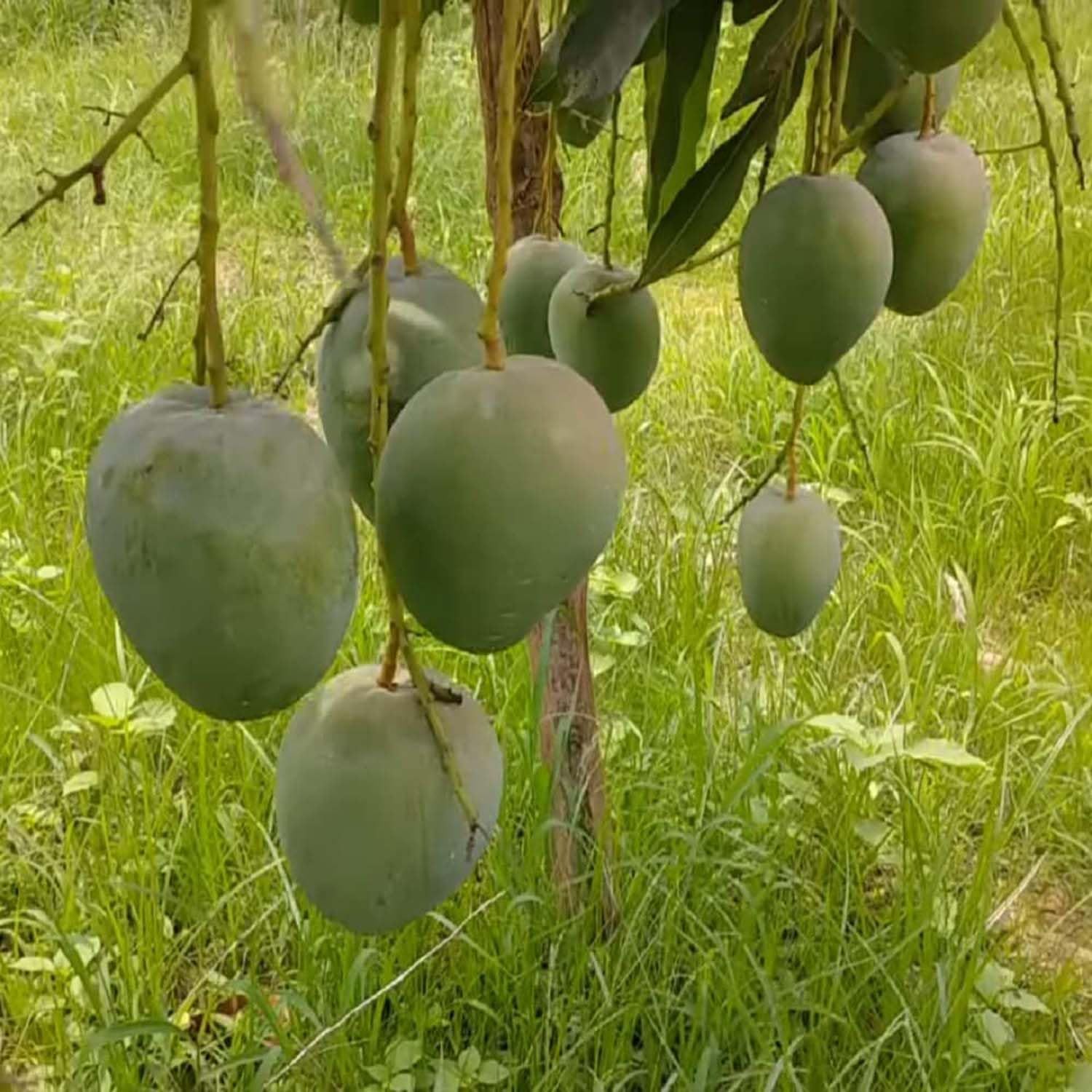 Mango Bangladesh Bari 4 Variety Grafted Aam Fruit Plants & Tree(1.5-3 Feet Size) - Tapobon