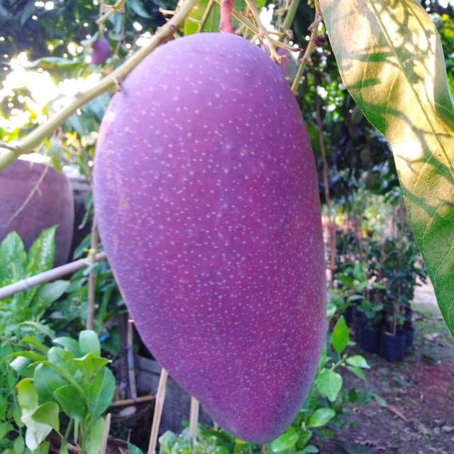 Mango Nam Dok Mai Si Mueng Purple Variety Grafted Aam Fruit Plants & Tree(1.5-3 Feet Size) - Tapobon