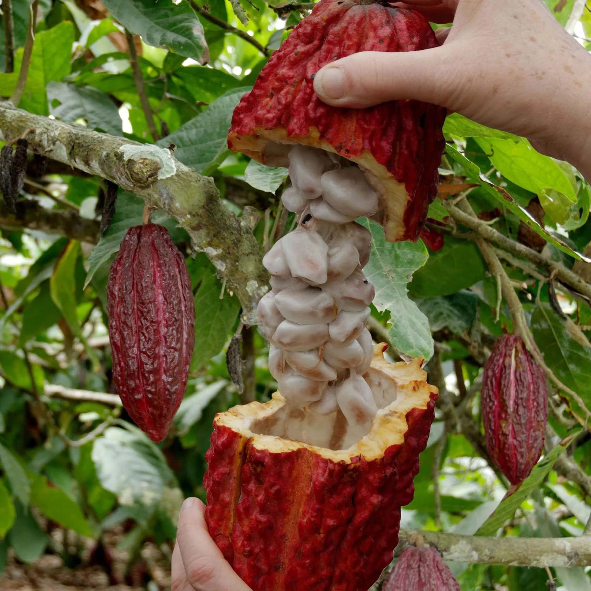 Cocoa Chocolate Fruit Plants & Tree(1.5-3 Feet Size) - Tapobon