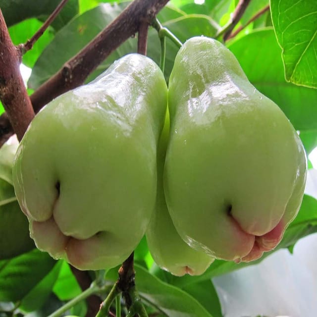 Mixed Color Wax Apple Water Apple Java Apple Variety Fruit (Air Layering/Grafted) Plants & Tree(1.5-3 Feet Size) - Tapobon