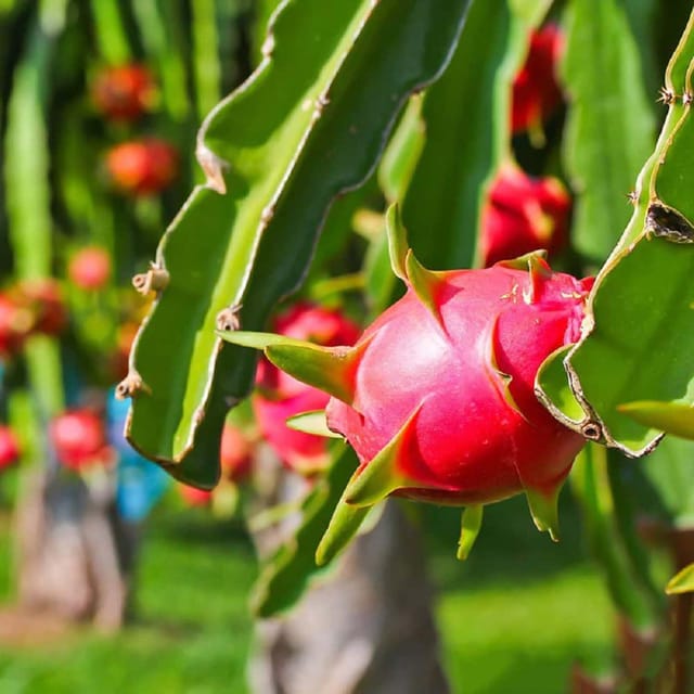 Dragon Pink Variety Fruit (Cutting/Grafted) Plants & Tree(1-2 Feet Size) - Tapobon