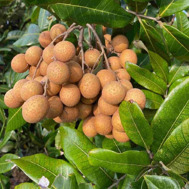 Kohala Hawaii Variety Dragon Eye Longan Grafted Fruit Plants & Tree(1-2 Feet Size) - Tapobon