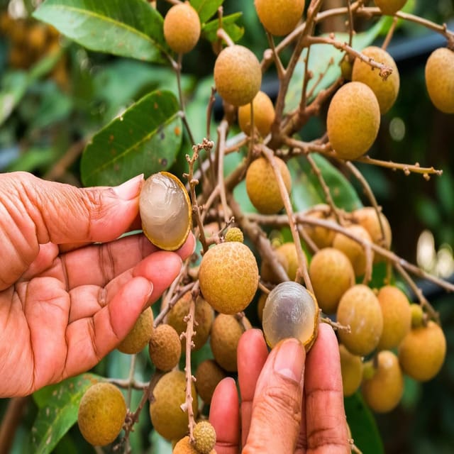 Khaki Variety Dragon Eye Longan Grafted Fruit Plants & Tree(1-2 Feet Size) - Tapobon