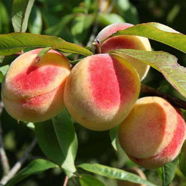 Sharbati Peach Variety Fruit Grafted Plants & Tree(2-3 Feet Size) - Tapobon