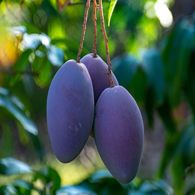 Mango Blue Variety Grafted Aam Fruit Plants & Tree(1.5-3 Feet Size) - Tapobon