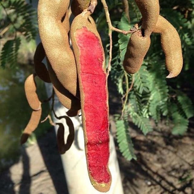 Tamarind Red Sweet Variety Imli Fruit Grafted Plants & Tree(1.5-3 Feet Size) - Tapobon