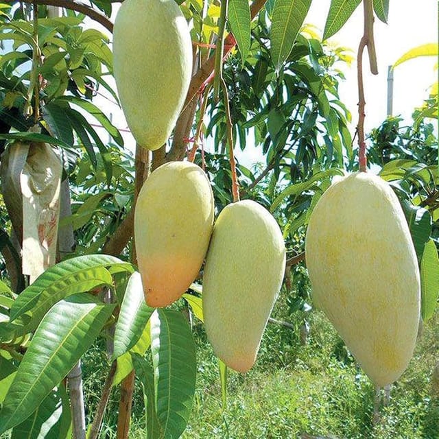 Mango Thai Catimon Katimon All Time Sweet Fruit Variety Grafted Aam Fruit Plants & Tree(1.5-3 Feet Size) - Tapobon