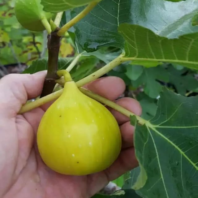 Anjeer Yellow Excel Variety Fig Fruit (Air Layering/Grafted) Plants & Tree(1-2 Feet Size) - Tapobon