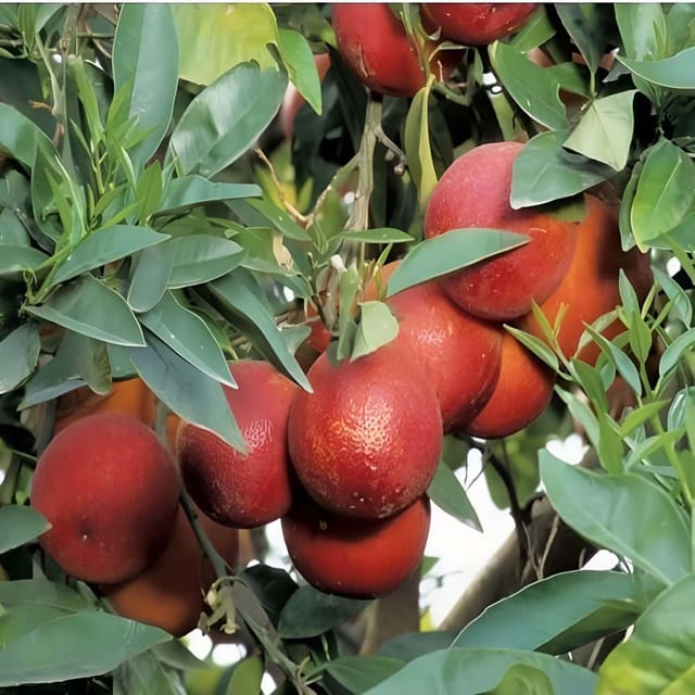 Red Malta Mosambi Variety Grafted Fruit Plants & Tree(1-2 Feet Size) - Tapobon