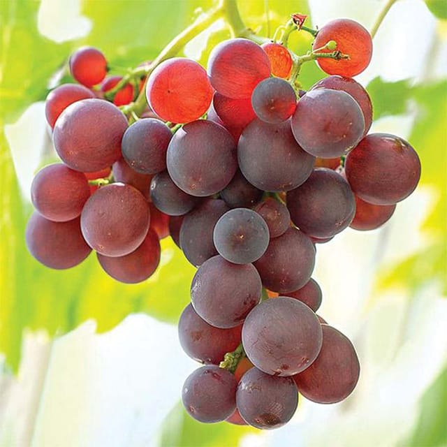 Grapes Red Flame Seedless Variety Angoor Fruit (Air Layering/Grafted) Plants & Tree - Tapobon
