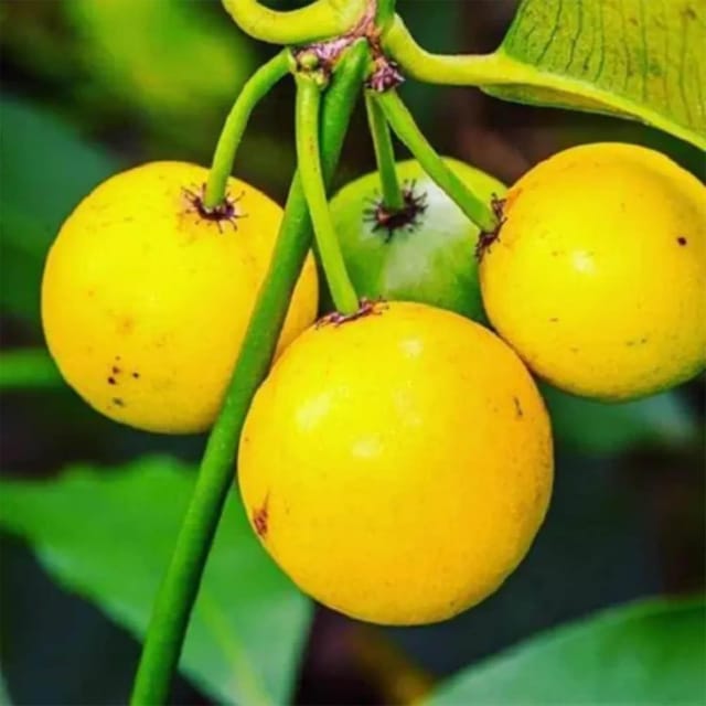 Barabba Cherry Mangosteen Variety Fruit Plants & Tree(1-3 Feet Size) - Tapobon